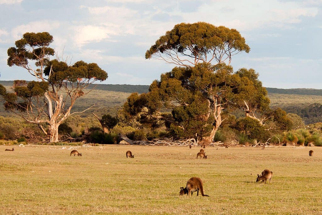 Wyspa Kangurów w Australii